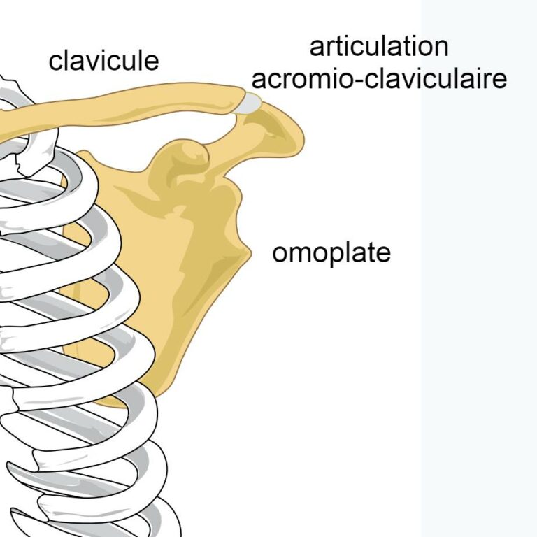 anatomie de l'articulation acromio-claviculaire