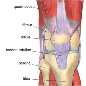 anatomie du genou : rotule