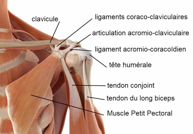 Le bras est maintenu contre l'omoplate par la coiffe des rotateurs, un ensemble de muscles et de tendons qui recouvre la tête de l'humérus et permet les gestes de rotation et de lever le bras au-dessus de la tête.