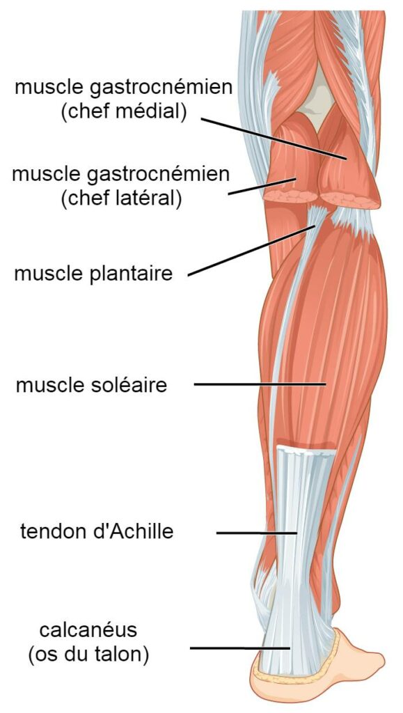 anatomie des muscles de la jambe