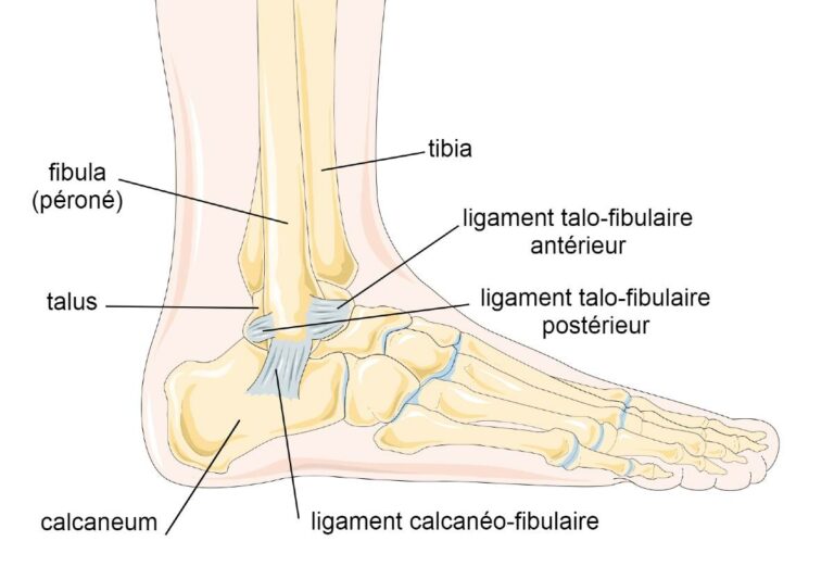 anatomie des ligaments de la cheville