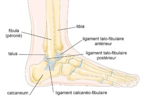 anatomie des ligaments de la cheville